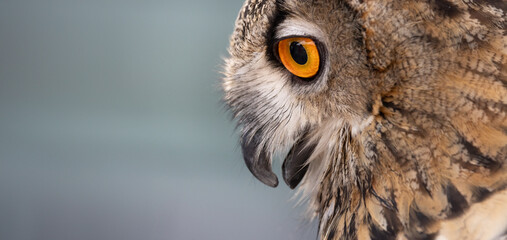 Eagle Owl's Orange Eye: Mesmerizing Close-Up Wildlife Portrait in Exquisite Detail.  Wildlife Photography. 