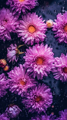 Obraz premium Freshly washed Asters flowers