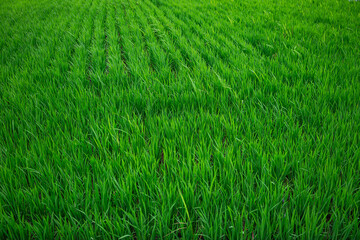 green grass field