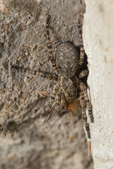 Adult female of Wolf Spider (Lycosa singoriensis) hiding among a pile of gray bricks and eating horsefly
