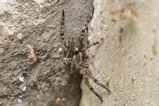 Adult female of Wolf Spider (Lycosa singoriensis) hiding among a pile of gray bricks