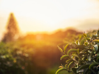 Green tea tree leaves camellia sinensis in organic farm sunlight. Fresh young tender bud herbal...