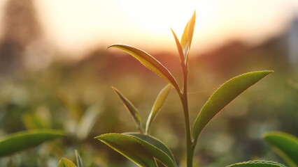 Green tea tree leaves camellia sinensis in organic farm sunlight. Fresh young tender bud herbal farm on summer morning. Sunlight Green tea tree plant. Close up Tree tea plant green nature in morning