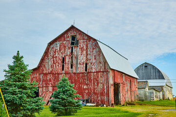 Decrepit collapsing barn with chipped red paint turning white and gorgeous green pine trees © Nicholas J. Klein