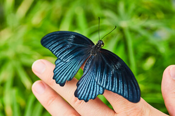 Close up of Papilio Memnon blue and black winged butterfly resting fingertips with bush below