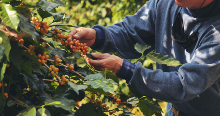 Man Hands harvest yellow coffee bean ripe berries plant fresh seed coffee tree in green eco organic...