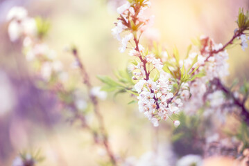 Purple Pastel flower floral soft nature blossom blurred background. Vintage retro romance plum botanical bloom spring season. Blurry Cherry blossom petals plant in beautiful garden. Backdrop template