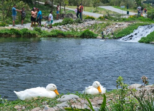 Patos descansando en el lago del parque biblioteca de Boquete en Chiriqu&iacute; 
