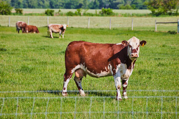 Brown and white cow with yellow ear tag looking at camera with blurry cows in background