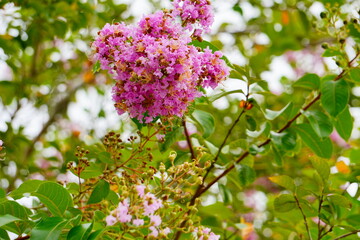 Pink crepe myrtle flower in boom
