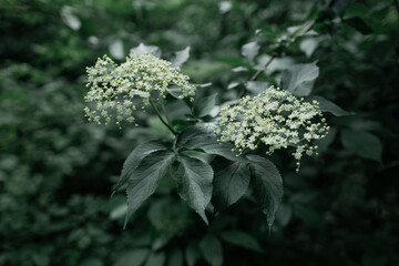 The Elderberry, Sambucus nigra, Black elder, European elder, European black elderberry, Der...