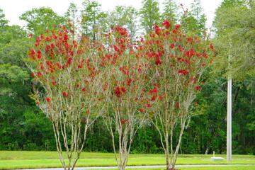 Pink crepe myrtle flower in boom