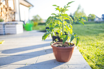 Young tomato plants in the morning. High quality photo