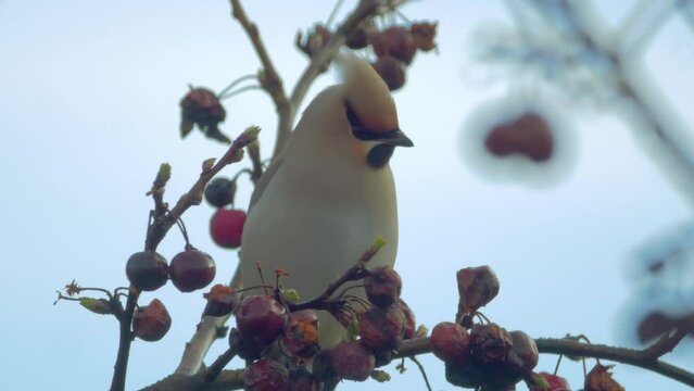 bohemian waxwing bird perched in fruit tree, pecks at fruit, flies off