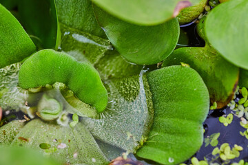 Close up of surface of pond with tiny air bubbles on water lettuce plant background asset