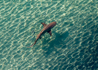 shark swimming with bait fish