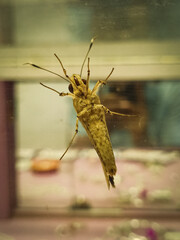 Bug seating in the glass. Insert 