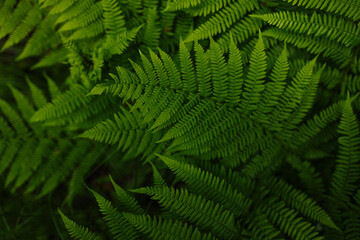 Fototapeta na wymiar Beautiful ferns leaves green foliage natural floral fern background.Perfect natural fern pattern.