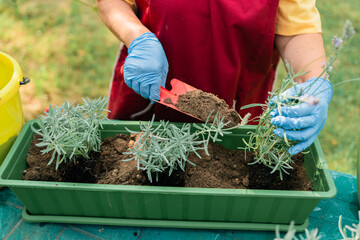 Gardening concept. Happy 60s female hands transplants lavender plant into plastic long pot...