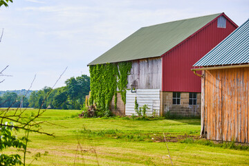 Obraz premium Farm with red siding on barn and green and white Italian colors as green ivy clings to side