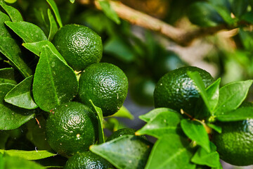Myrtleleaf Orange tree close up of seven large round fruit