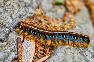 Close up Eastern Tent Caterpillar stock photo in natural habitat on rocks with forest floor debris