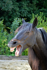 Lustiges Pferd lacht und macht grimassen frontal portrait selfie	