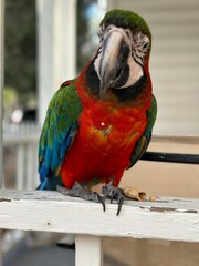 blue and yellow macaw