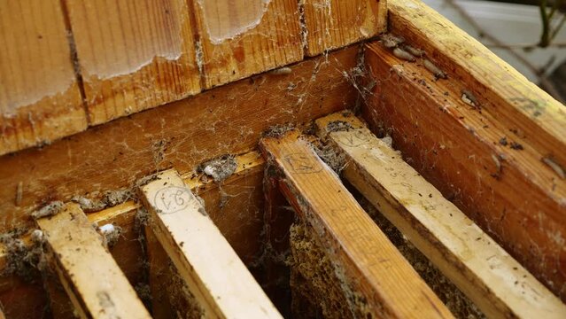 Wax moth cocoons on top bars of wooden frames. Beekeeping pest. Hives with bees