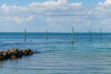 Fototapeta premium Pelicans and Seagulls