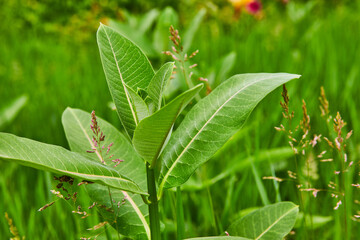 Common Milkweed with Latin name Asclepias Syiaca side view in field of green with Orchardgrass