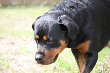 Mature female rottweiler looking away the camera  