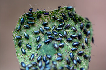 The garden nasturtium (Tropaeolum majus) infested with Cabbage flea beetle (Phyllotreta cruciferae) or crucifer flea beetle.