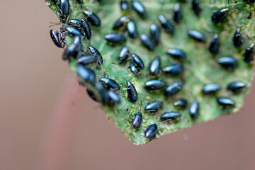 The garden nasturtium (Tropaeolum majus) infested with Cabbage flea beetle (Phyllotreta cruciferae) or crucifer flea beetle.