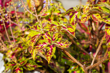 Coleus scutellarioides, commonly known as coleus, is a species of flowering plant in the family Lamiaceae