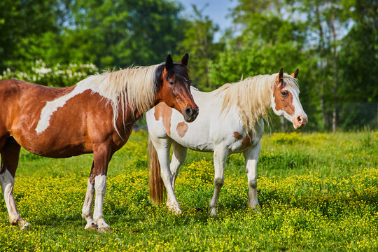 Close shot paint horses with brown and white fur coats standing in sunny field of yellow flowers