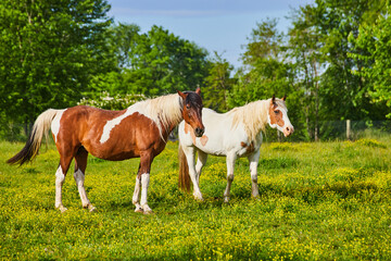 Horses standing in sunny yellow field with brown and white fur coats and dual colored mane and tail