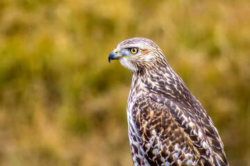 Red Tail Hawk
