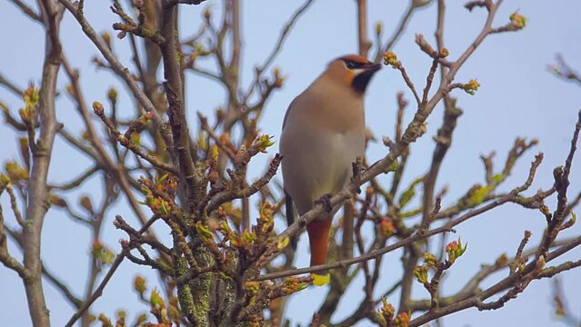 bird perched in tree, bohemian waxwing takes off