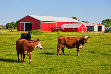 Two brown and white cows in pasture with black cow on peaceful farm with red barn © Nicholas J. Klein