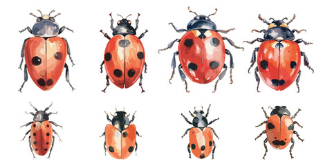 Watercolor ladybug clipart for graphic resources © Dgillustration12u