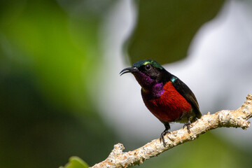The beauty of the Sunbird in the nature of Thailand.