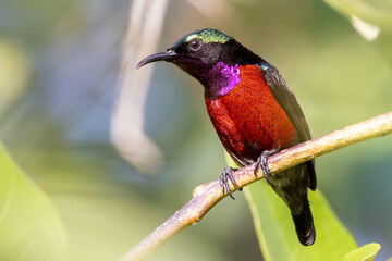 The beauty of the Sunbird in the nature of Thailand.
