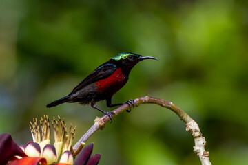 Naklejka premium The beauty of the Sunbird in the nature of Thailand.