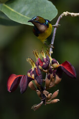 The beauty of the Sunbird in the nature of Thailand.