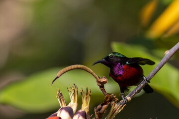 The beauty of the Sunbird in the nature of Thailand.