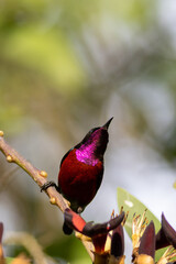 The beauty of the Sunbird in the nature of Thailand.