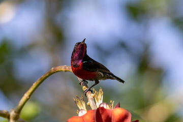 The beauty of the Sunbird in the nature of Thailand.