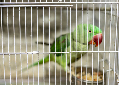Green parrot in the cage