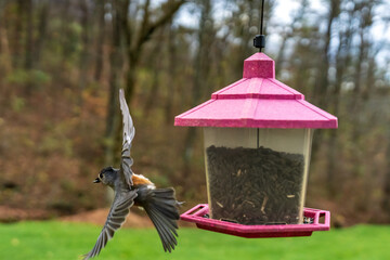 Tufted Titmouse Grabbing a Bite to Eat from the Bird Feeder